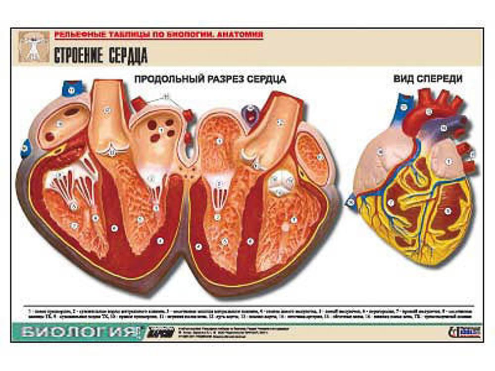 Рельефная таблица &amp;#34;Строение сердца&amp;#34; (формат А1, матовое ламинир.)