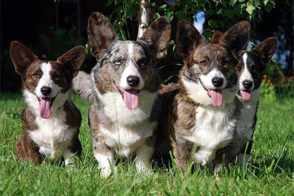 Вельш-корги-кардиган Вельш-корги-кардиган