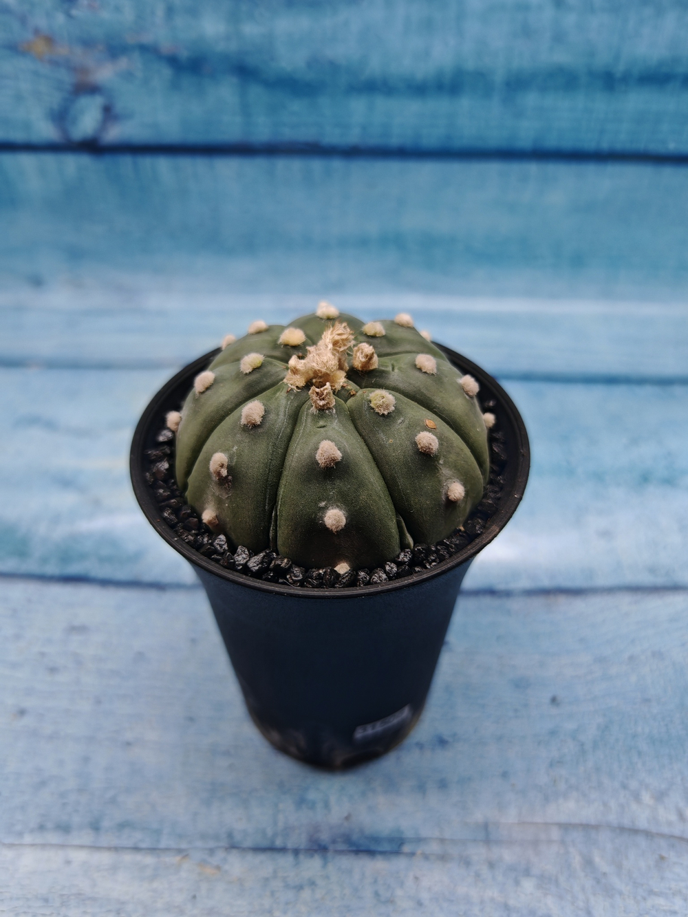 Astrophytum Asterias (Астрофитум)