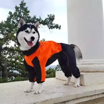 Комбинезон дождевик для собак White Wolf вырез на мальчика оранжевый-черный