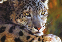 Коллекция Животные