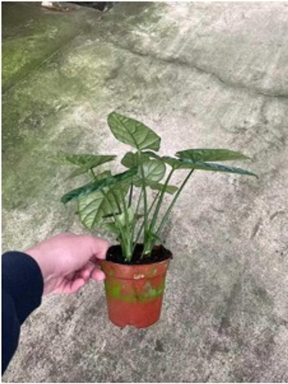 Алоказия Magic Mirror д.12