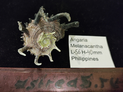 Ангария Империалис