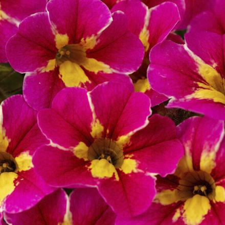 Калибрахоа CALITASTIC MERRY CHERRY