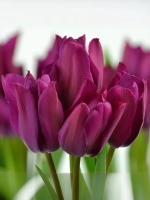 Тюльпан Многоцветковый Найт Клаб