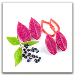 Листья черёмухи средние