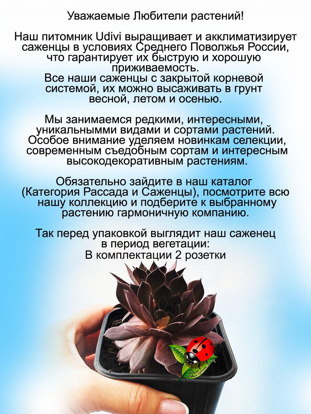 Молодило Бронзовая Пастэль каменная роза