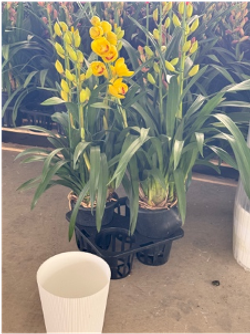 Цимбидиум желтый д. 20