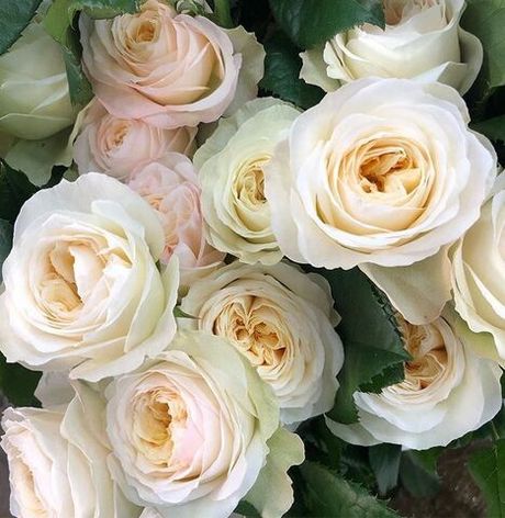 Роял Парк (Royal Park)