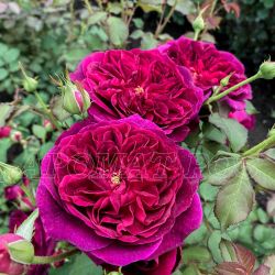 Манстед Вуд (Munstead Wood)