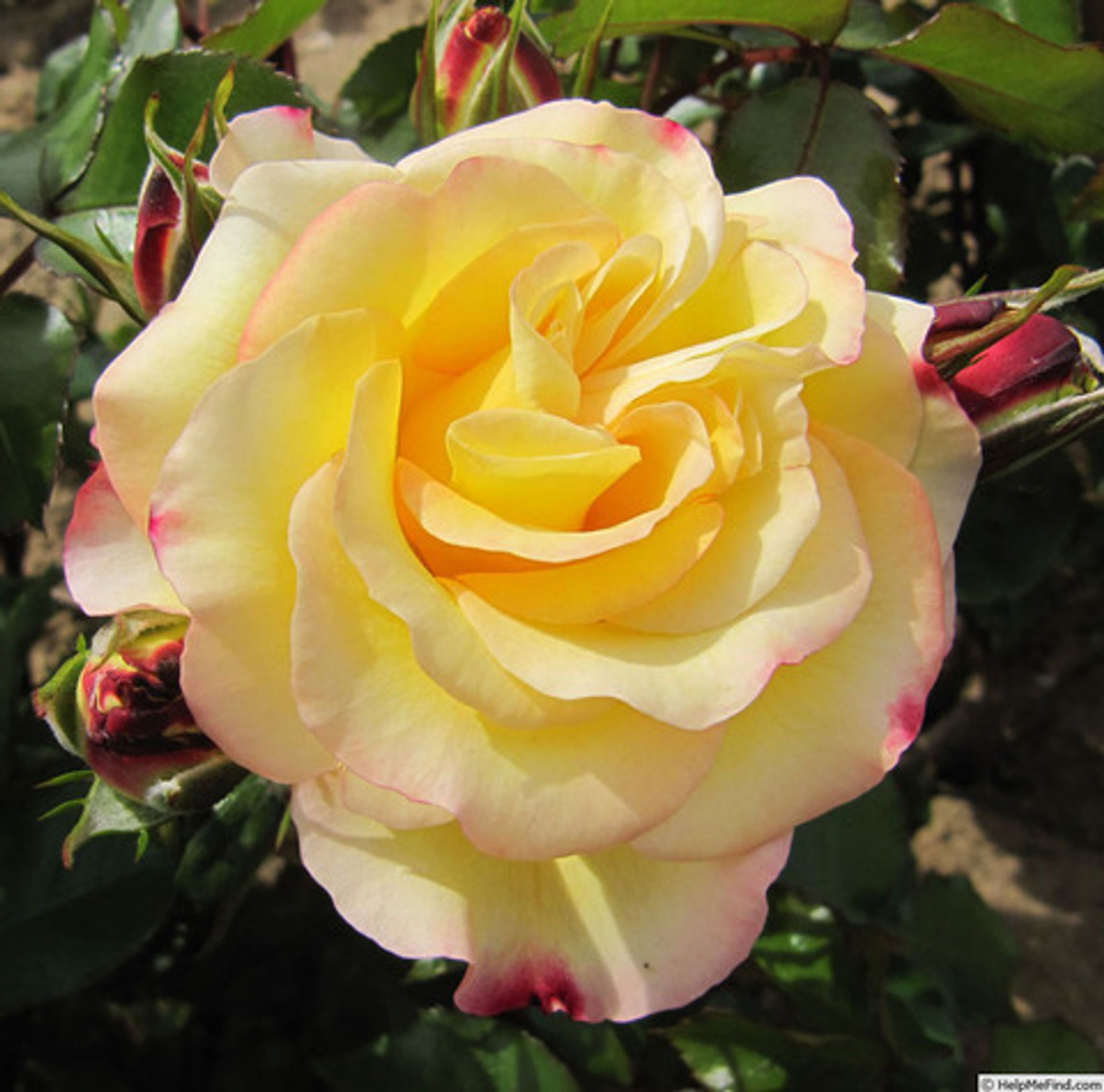 Розы вдохновения. Роза Hummingbird. Розы новозеландской селекции. Роза Дабл Делайт. Новозеландская роза Фаболус.