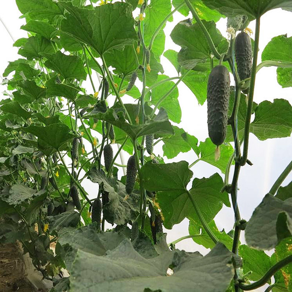 АНТИСИПАТОР F1 семена огурца Nunhems отзывы – фото 3