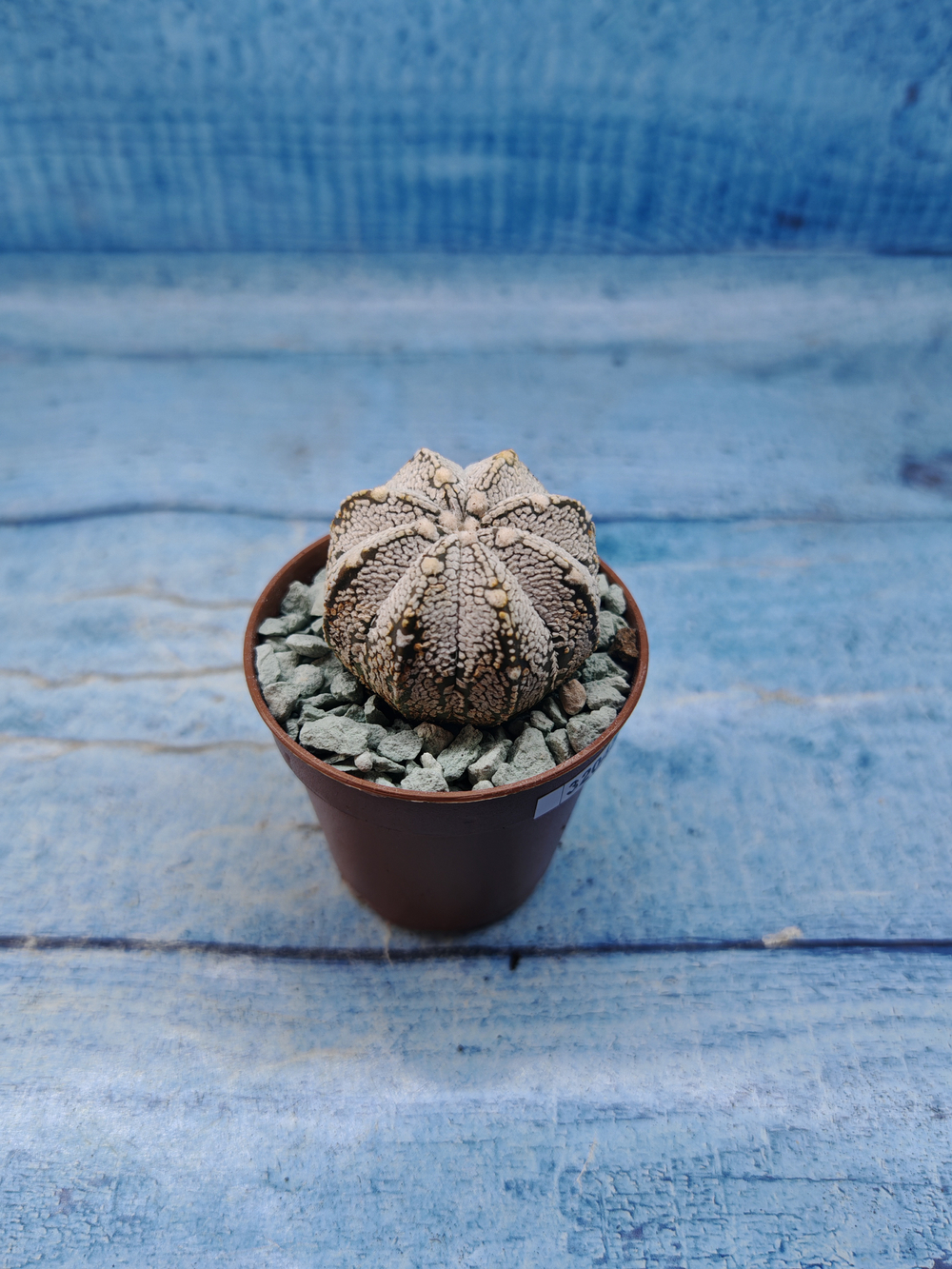 Astrophytum Asterias "Super Kabuto" (Астрофитум)