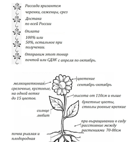 Хризантема кустовая Samara ☘🌻 к.27    (отгрузка  Сентябрь)