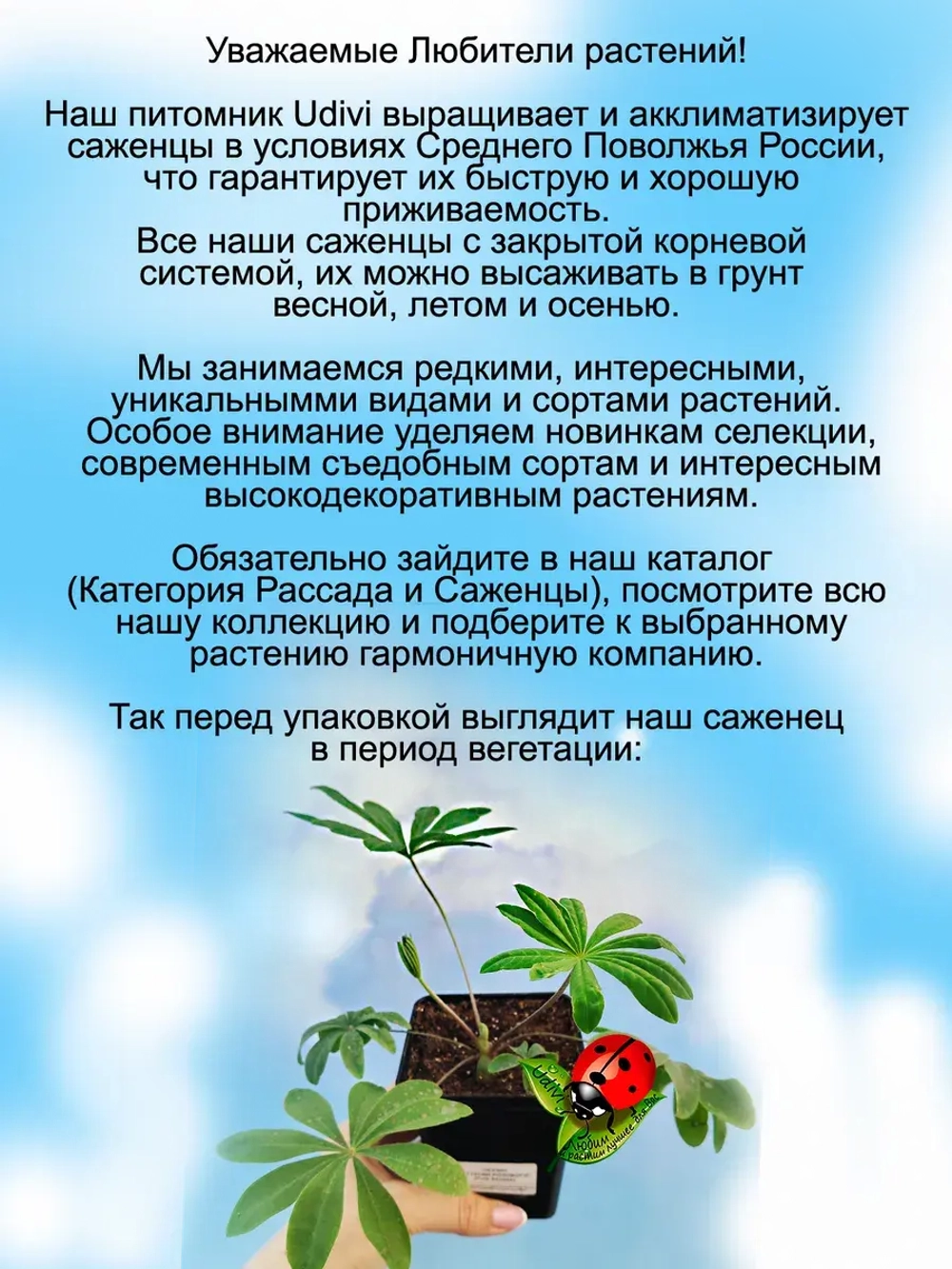 Люпин Оттенки красного многолетний