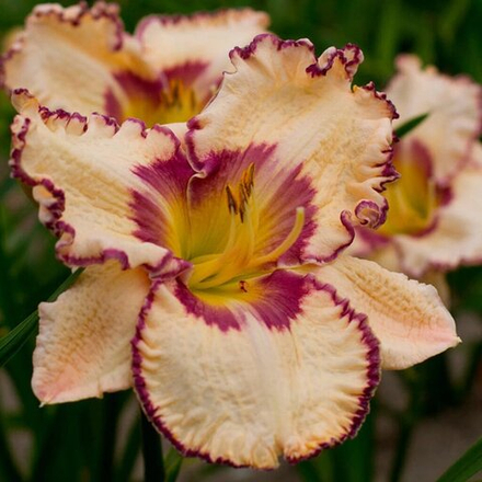 Лилейник Антик Линен С2