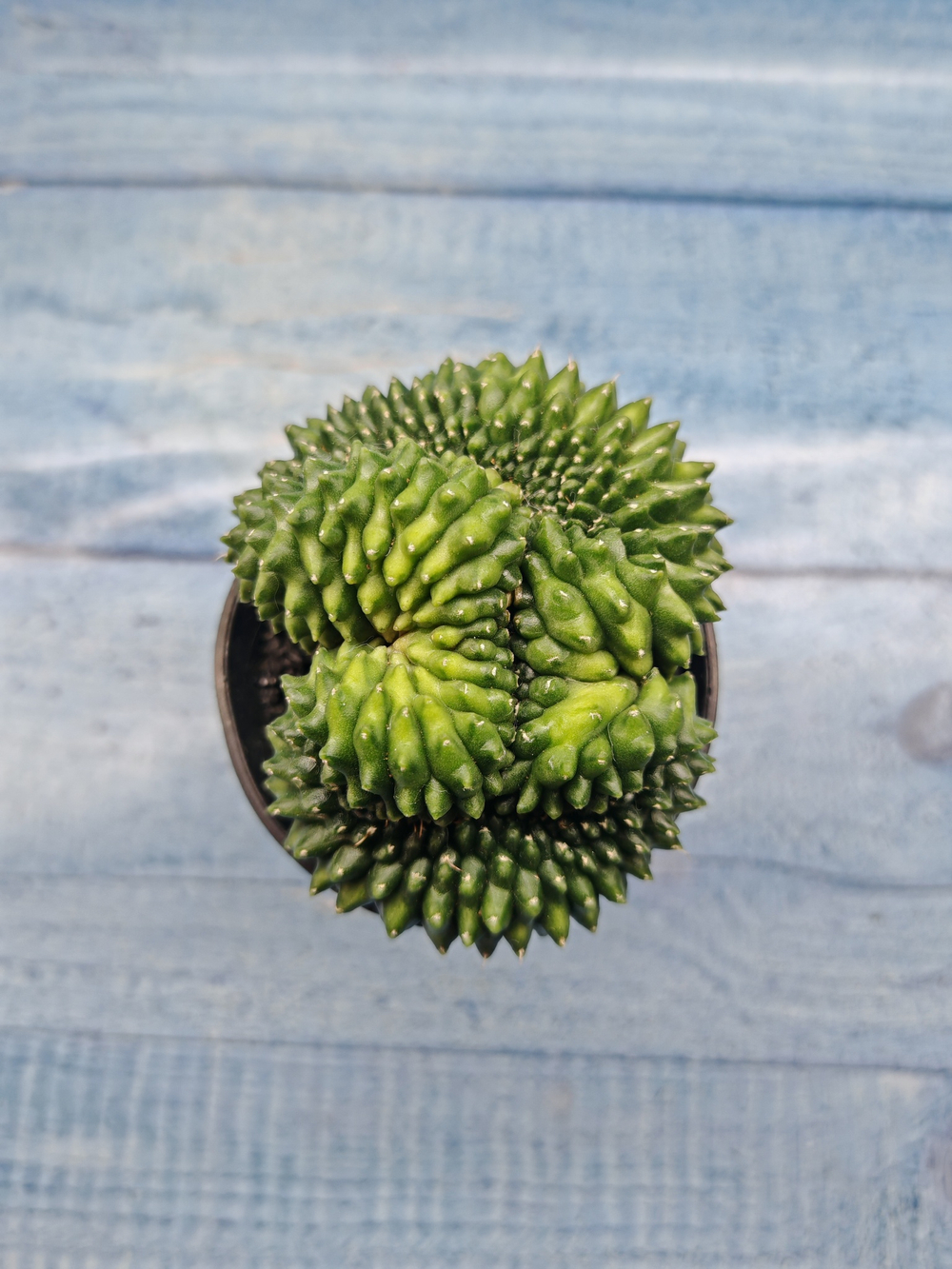 Gymnocalycium Spineless Crested form (Гимнокалициум Кристатный)
