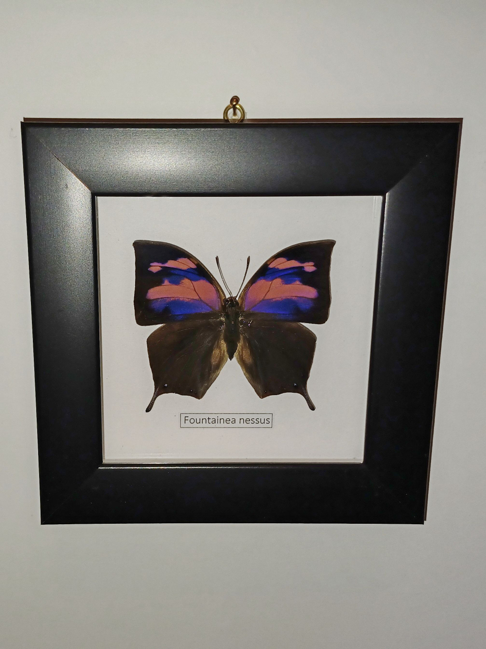 Бабочка Fountainea nessus в рамке