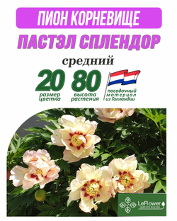 Пион Корневище, Пастэл Сплендор, 1шт