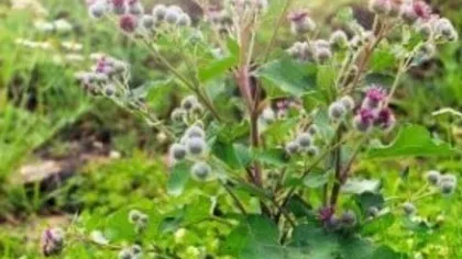 Лопух обыкновенный