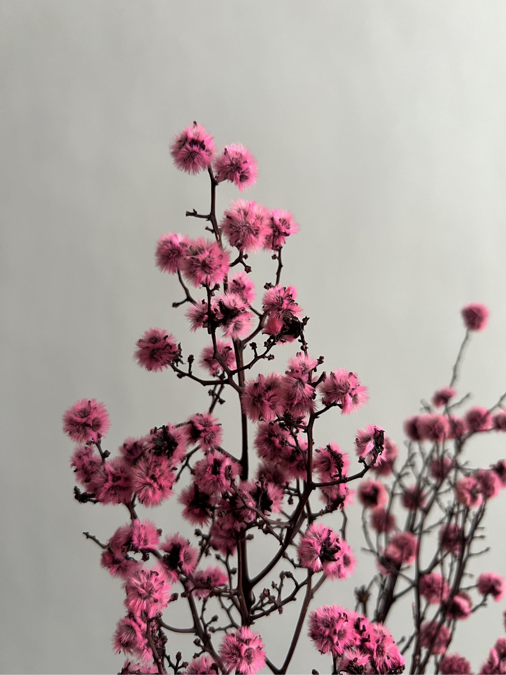 Стилингия розовая