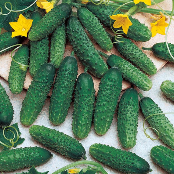 Маринда F1 семена огурца партенокарпического (Seminis / ALEXAGRO) культура – фото 2