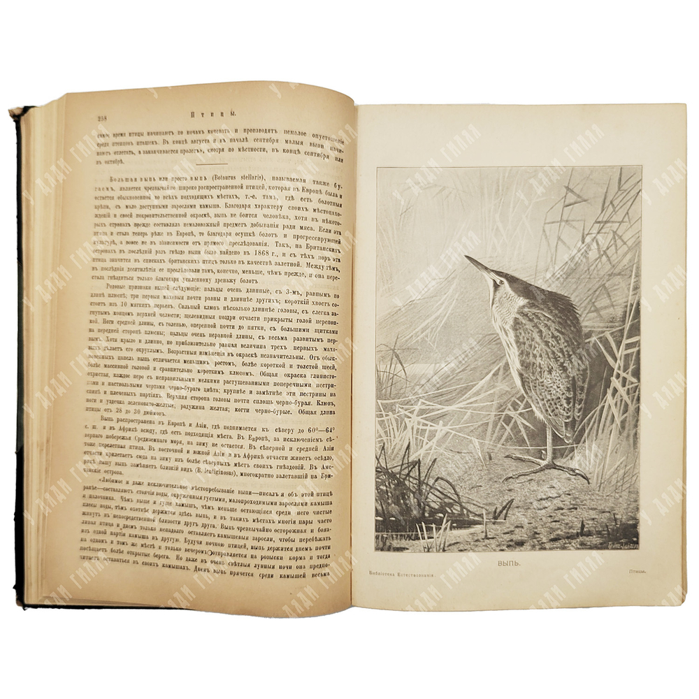 Мензбир М. А. Птицы. - СПб.: Типография Акц. общ. Брокгауз-Ефрон, 1904–1909.