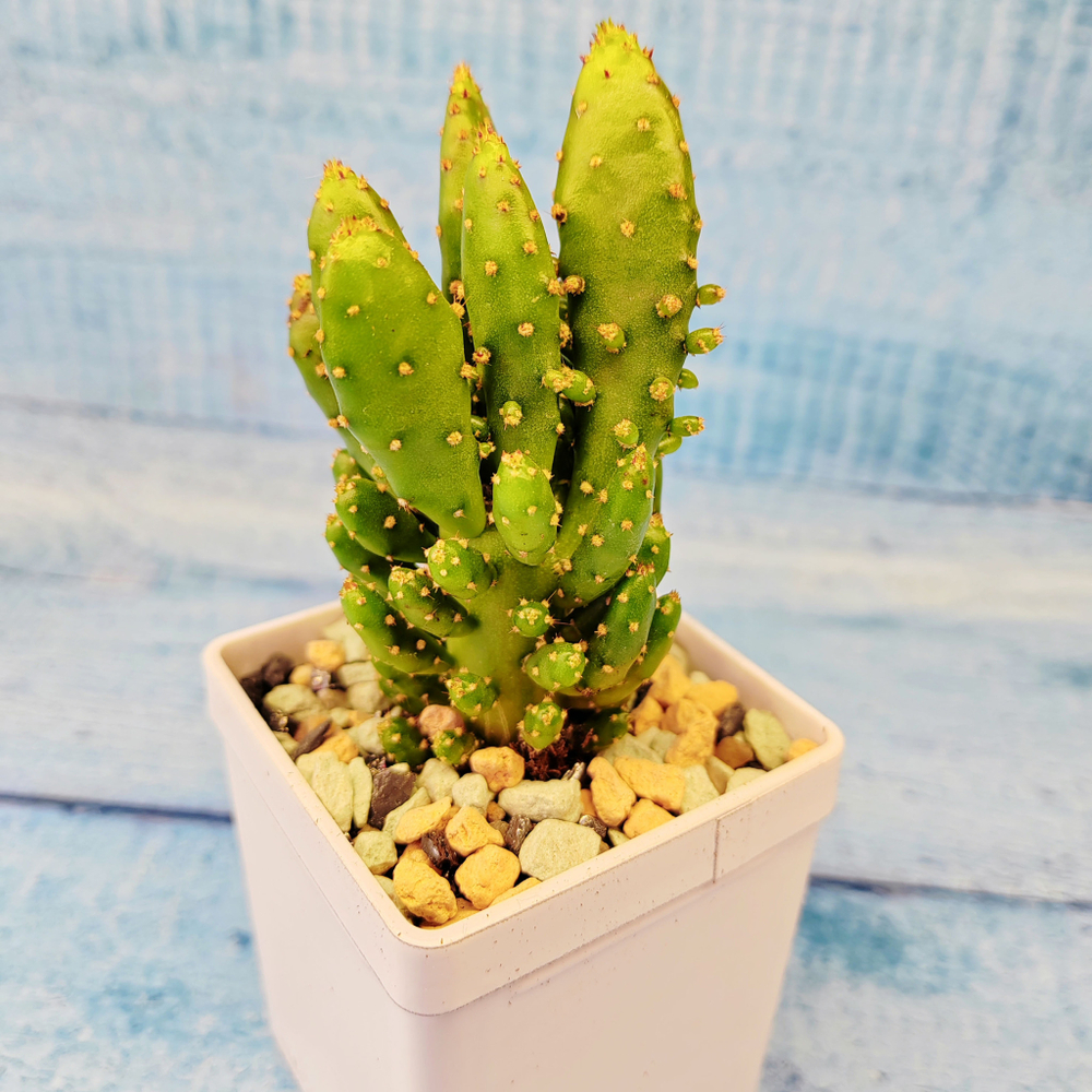 Opuntia monacantha (Опунция)