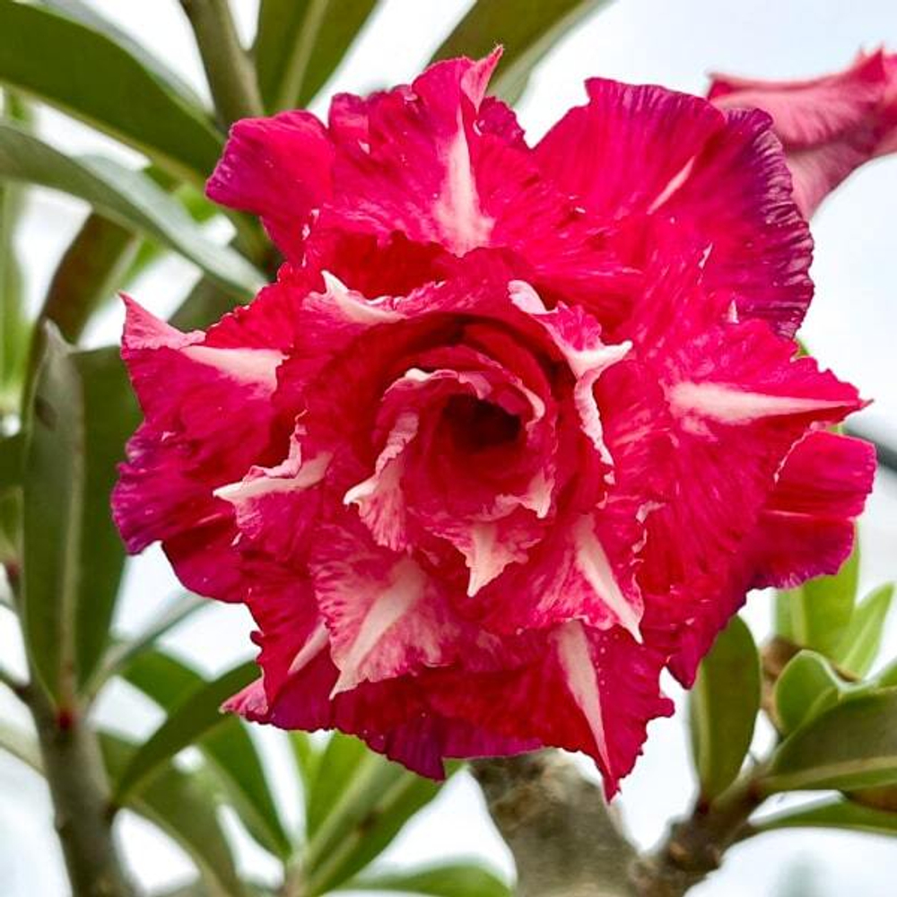 Адениум HI SO