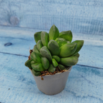 Haworthia Truncata hybride (Хавортия)