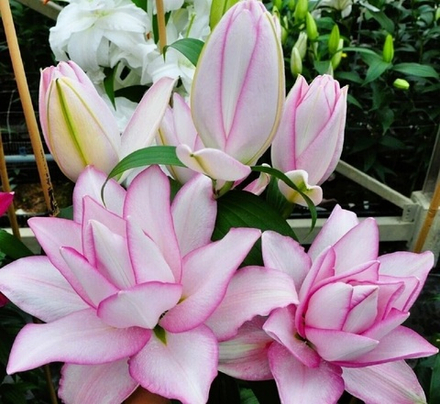 Лилия Розелили Аннушка луковица март 2026