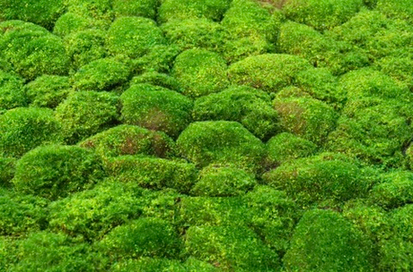 Коврик мха с кочками 100*100см (вид 2)