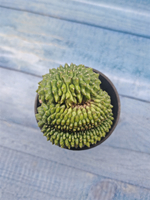 Gymnocalycium Spineless Crested form (Гимнокалициум Кристатный)