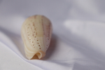 Конус аурисиацус (Conus aurisiacus), 6,7см, 1шт