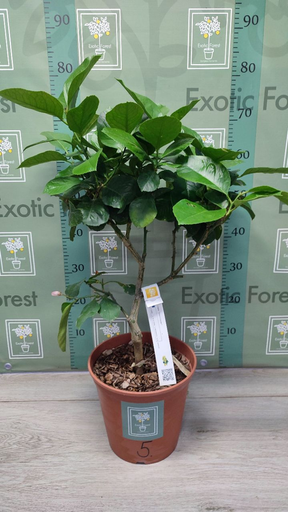 C. limon “Cuoriforme”