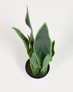 Искусственное растение Sansevieria с белым горшком 55 см