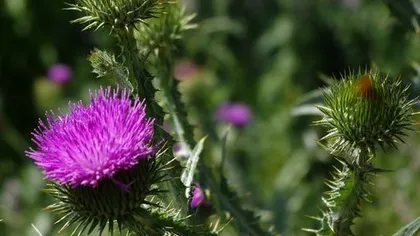 Татарник колючий