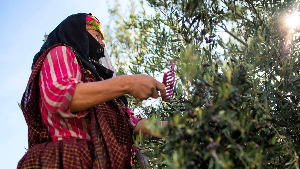 Оливковое масло OLIFO "2500 Yеars of Tradition Origins" Extra Virgin, нерафинированное, 0,75 л, Тунис