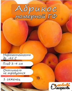 Абрикос саженец, морозостойкий сорт номерной ГФ, 2х летний