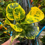 Кротон CHOK SEDTHEE