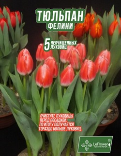 Тюльпан Луковица, Фелини, 5+шт
