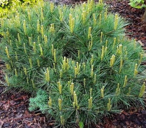 Сосна веймутовая Лилипут