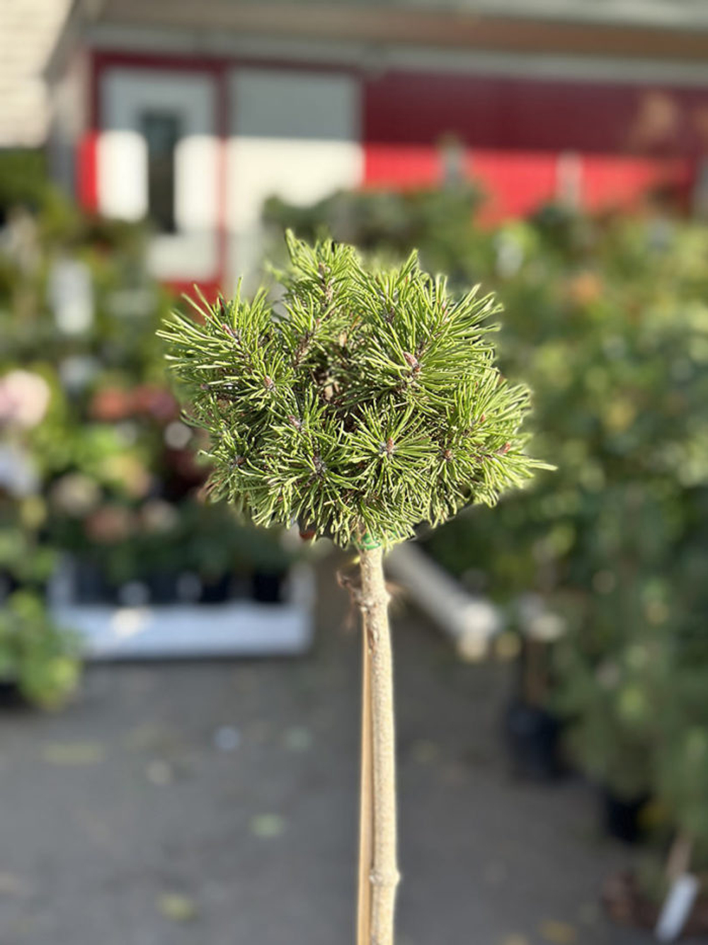 Сосна горная Мопс С5 Ра 80-100