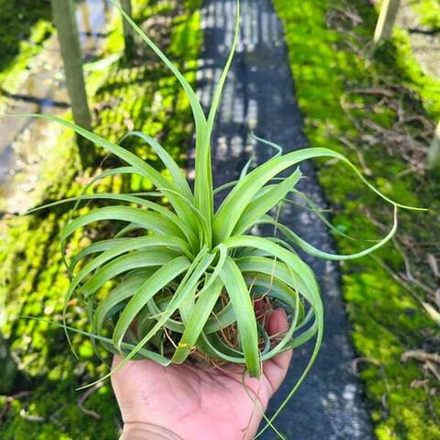 Тилландсия Eric Knobloch (brachycaulos x streptophylla) R