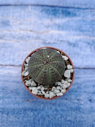 Euphorbia Obesa (Эуфорбия)