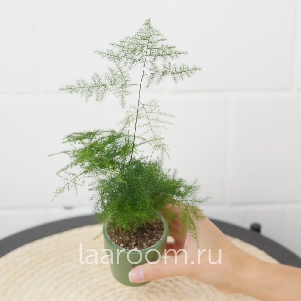 Аспарагус Сацетус d6