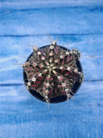 Gymnocalycium T-Rex Pink hybrid (Гимнокалициум T-rex)