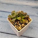 Titanopsis Calcarea (Титанопсис)