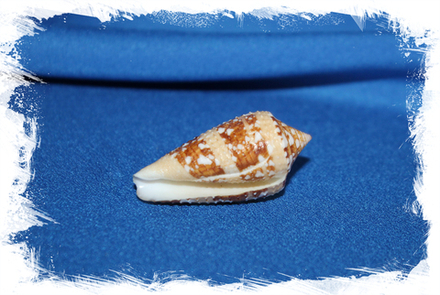 Конус аммиралис (Conus ammiralis) 4 см.