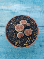 Lithops sp. (Литопсы)